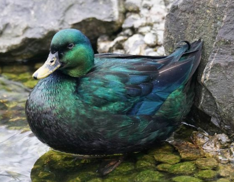 "Emerald Duck" gradient ombre yarn cake