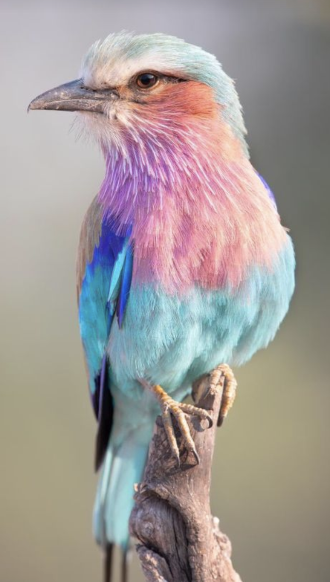 "South African Roller" gradient ombre yarn cake