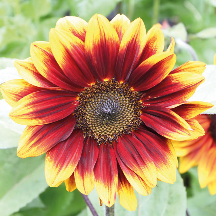 "Red sunflower" gradient ombre yarn cake