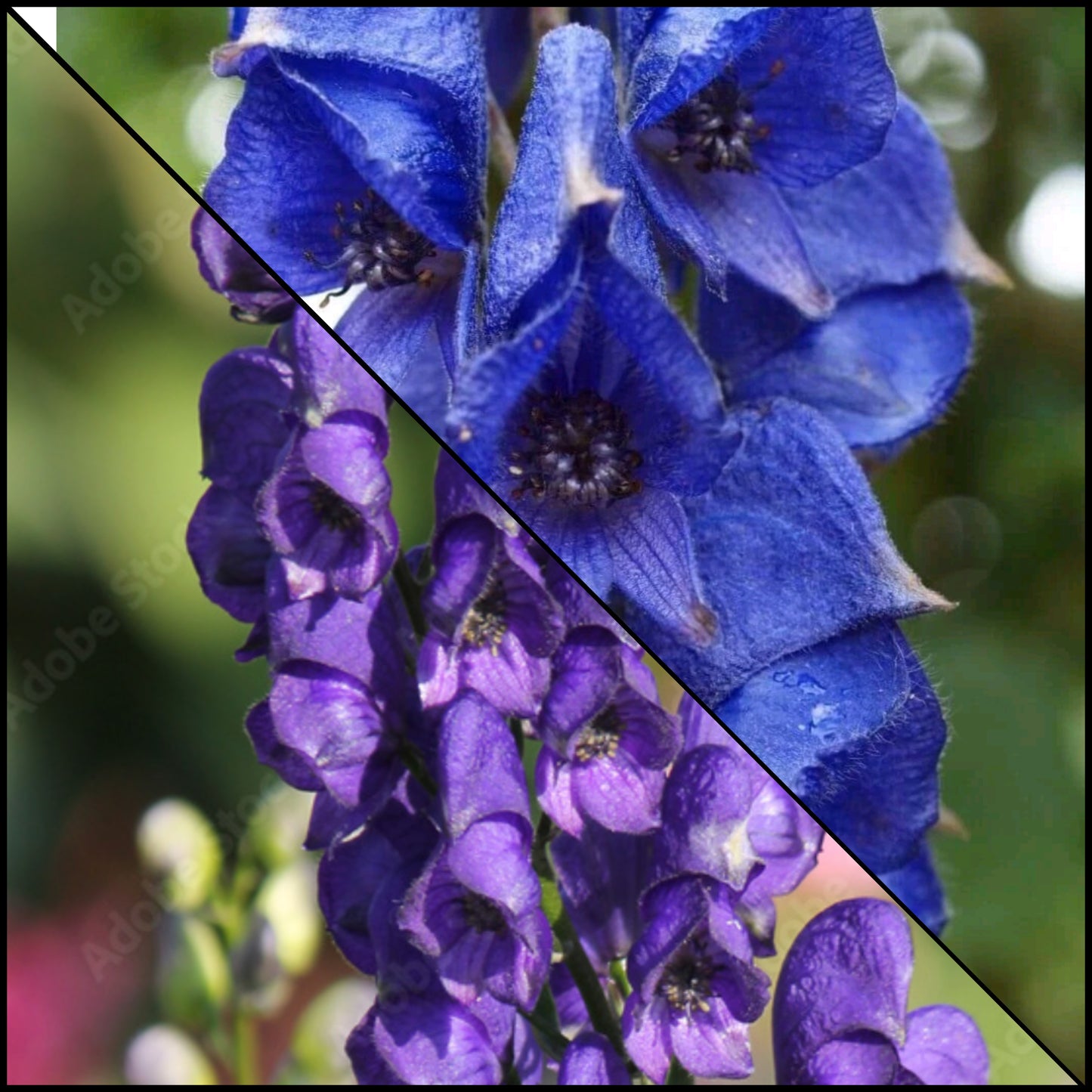 Gradient ombre yarn cake colour combination "Aconita"