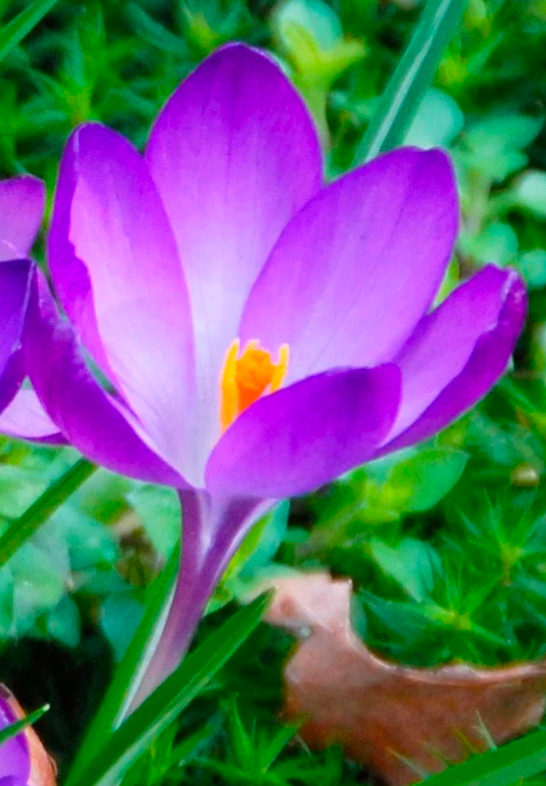 Gradient ombre yarn cake colour combination "Crocussa"