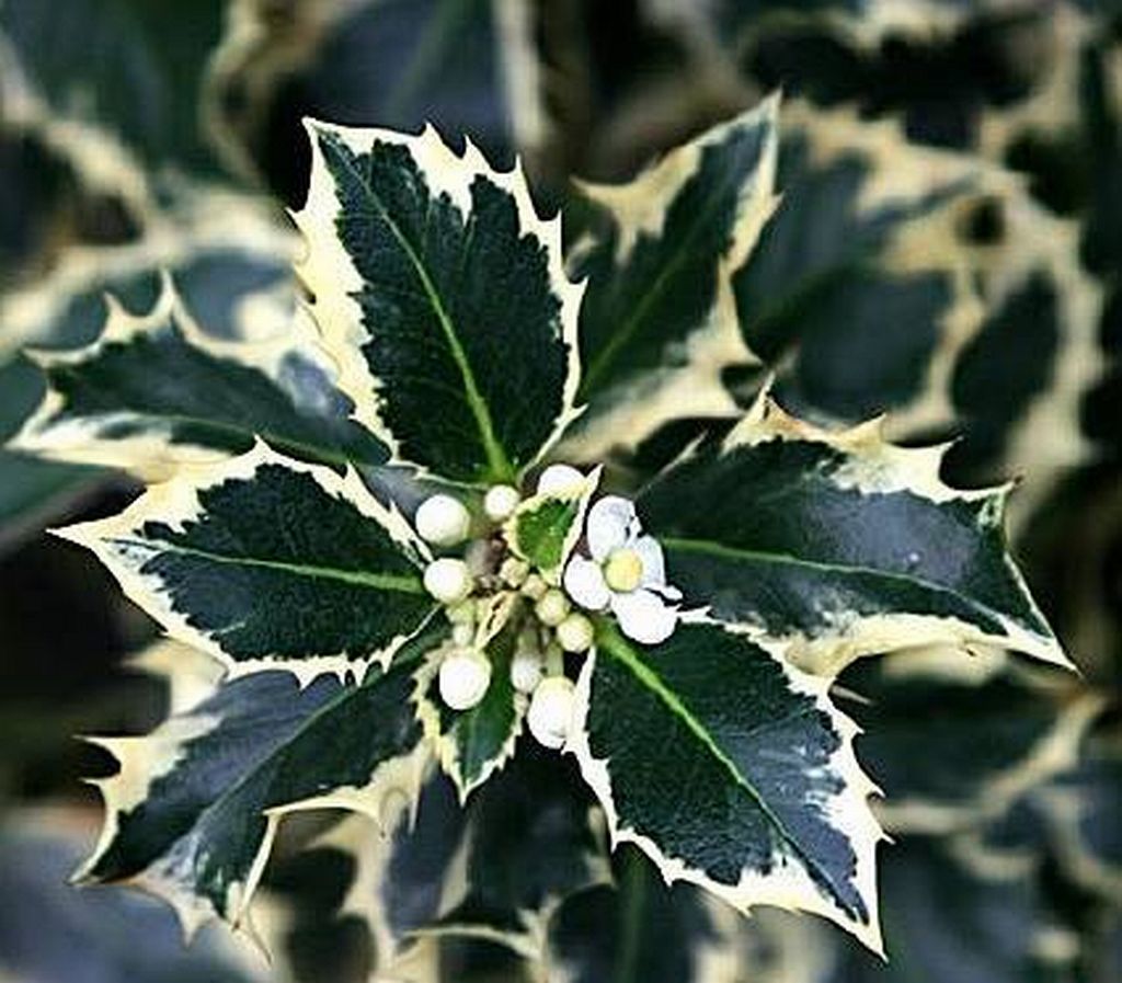 Gradient ombre yarn cake colour combination "Hollie"